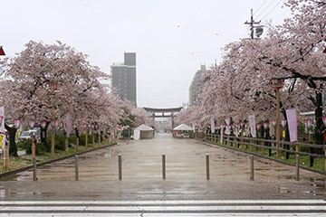 雨の国府宮神社参道